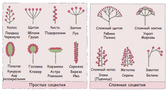 Схема простых и сложных соцветий для изучения опыления у покрытосеменных растений.