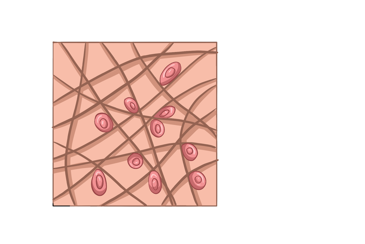 Соединительные ткани