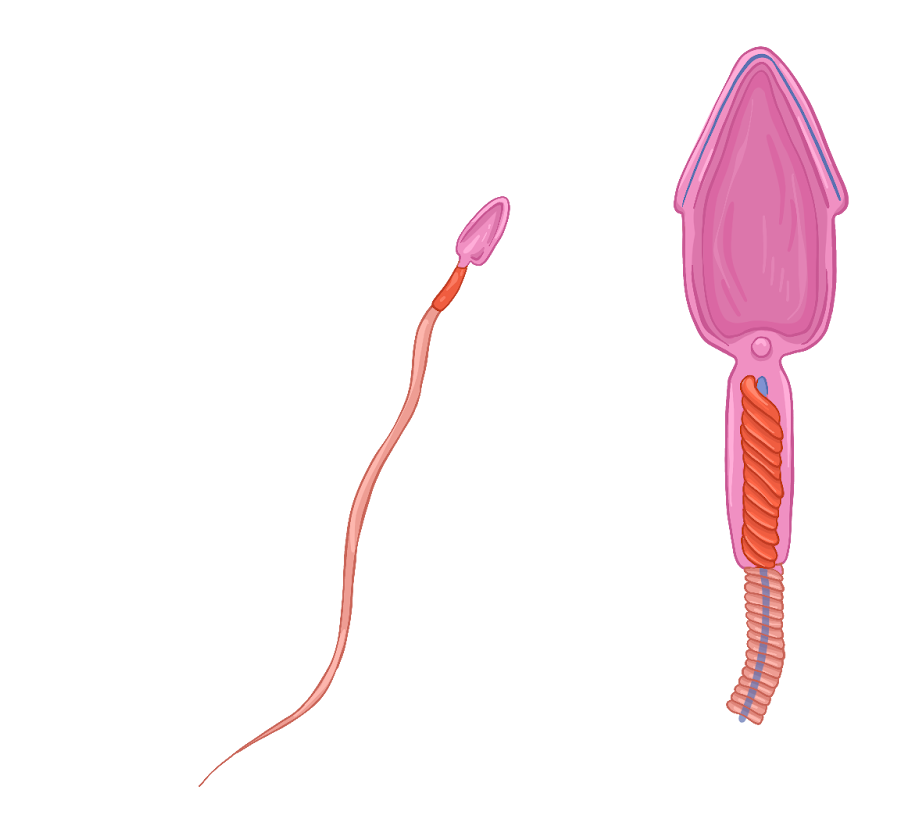 Сперматозоид