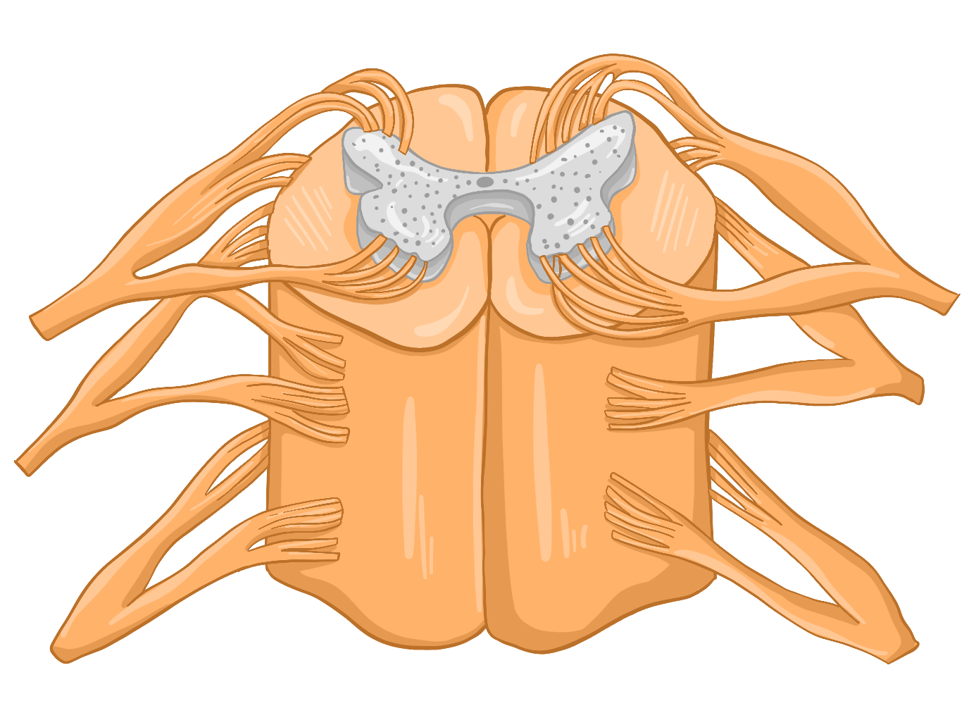 Спинной мозг