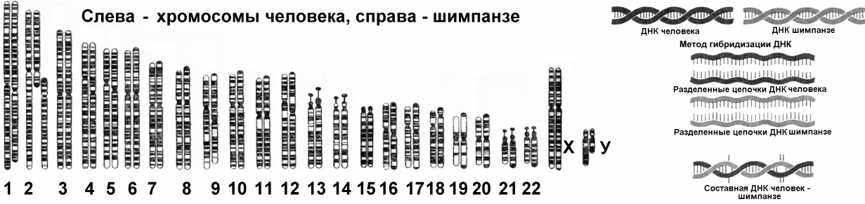 Кариотип человека и шимпанзе демонстрирует генетическое сходство и близкое родство