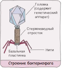 Строение бактериофага: головка с ДНК, хвост и базальная пластинка для заражения бактерии.