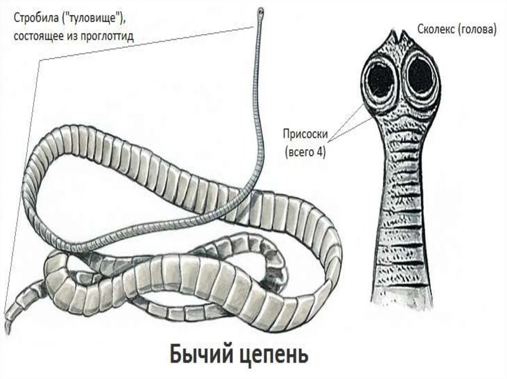 Строение бычьего цепня со сколексом, шейкой и члениками стробилы.