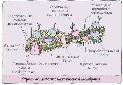 Строение плазматической мембраны: фосфолипидный бислой с белками, каналами и рецепторами.