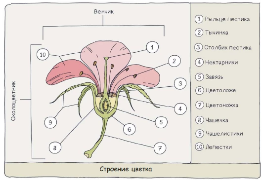 Схема строения цветка с пестиком, тычинками, лепестками и другими генеративными органами.