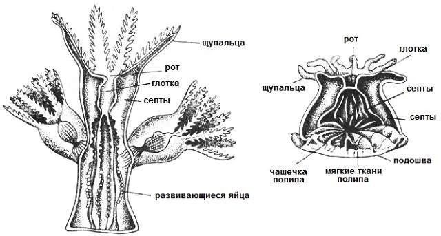 Строение кораллового полипа со щупальцами, гастральной полостью и известковым скелетом.