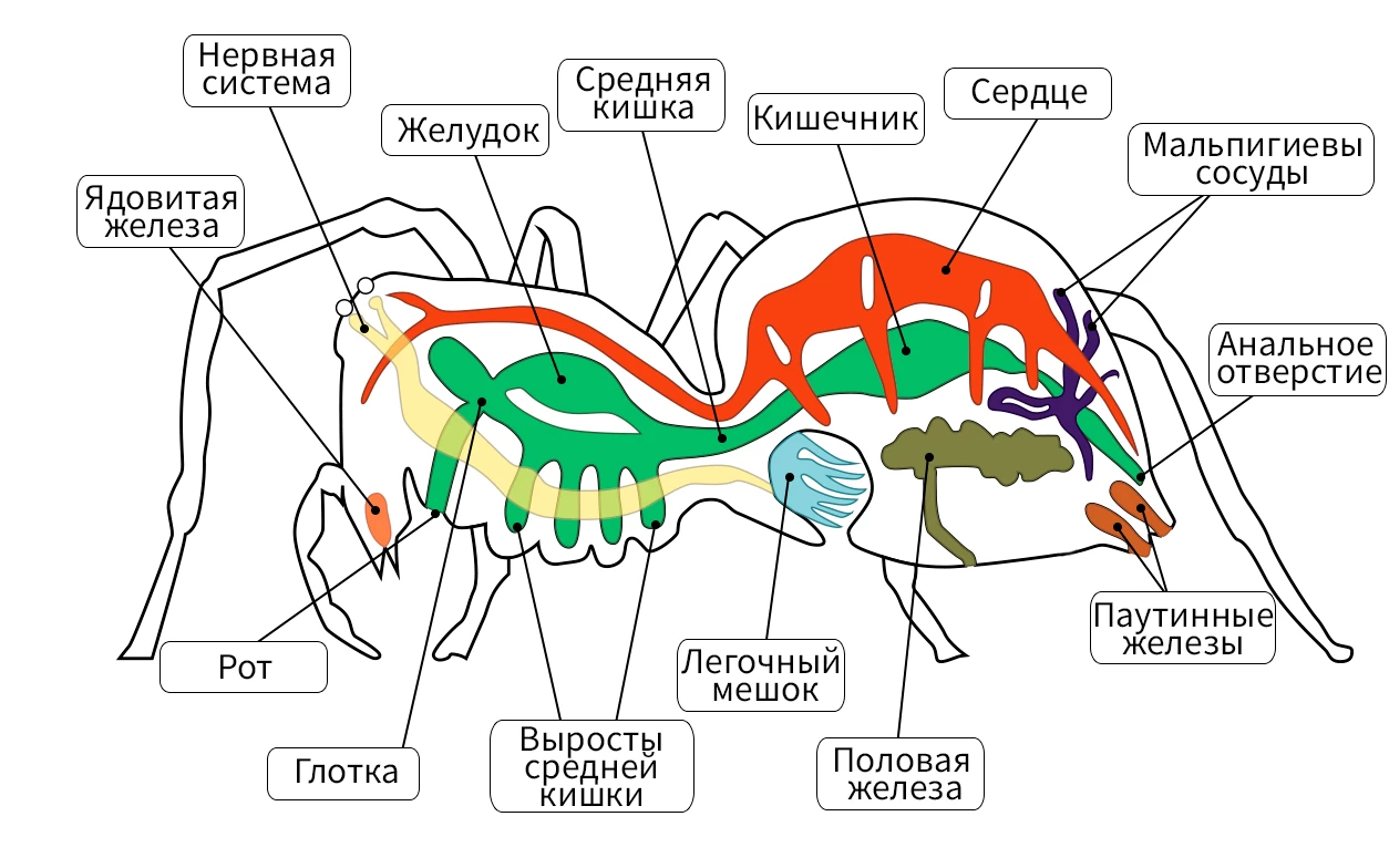 Схема строения паукообразных с хелицерами, педипальпами и четырьмя парами ног.
