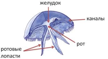 Строение сцифоидной медузы с ропалиями, мезоглеей и колоколом зонтика.