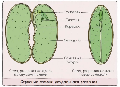 Строение семени двудольного растения с двумя семядолями, зародышем и семенной кожурой.