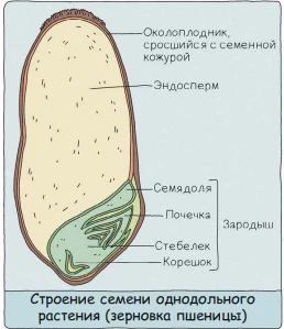 Строение семени однодольного растения с эндоспермом, щитком и зародышем.