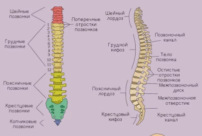 Скелет туловища с позвоночником, рёбрами и грудиной, образующими грудную клетку.