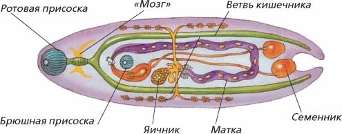 Строение сосальщика с ротовой и брюшной присосками паразитического червя.