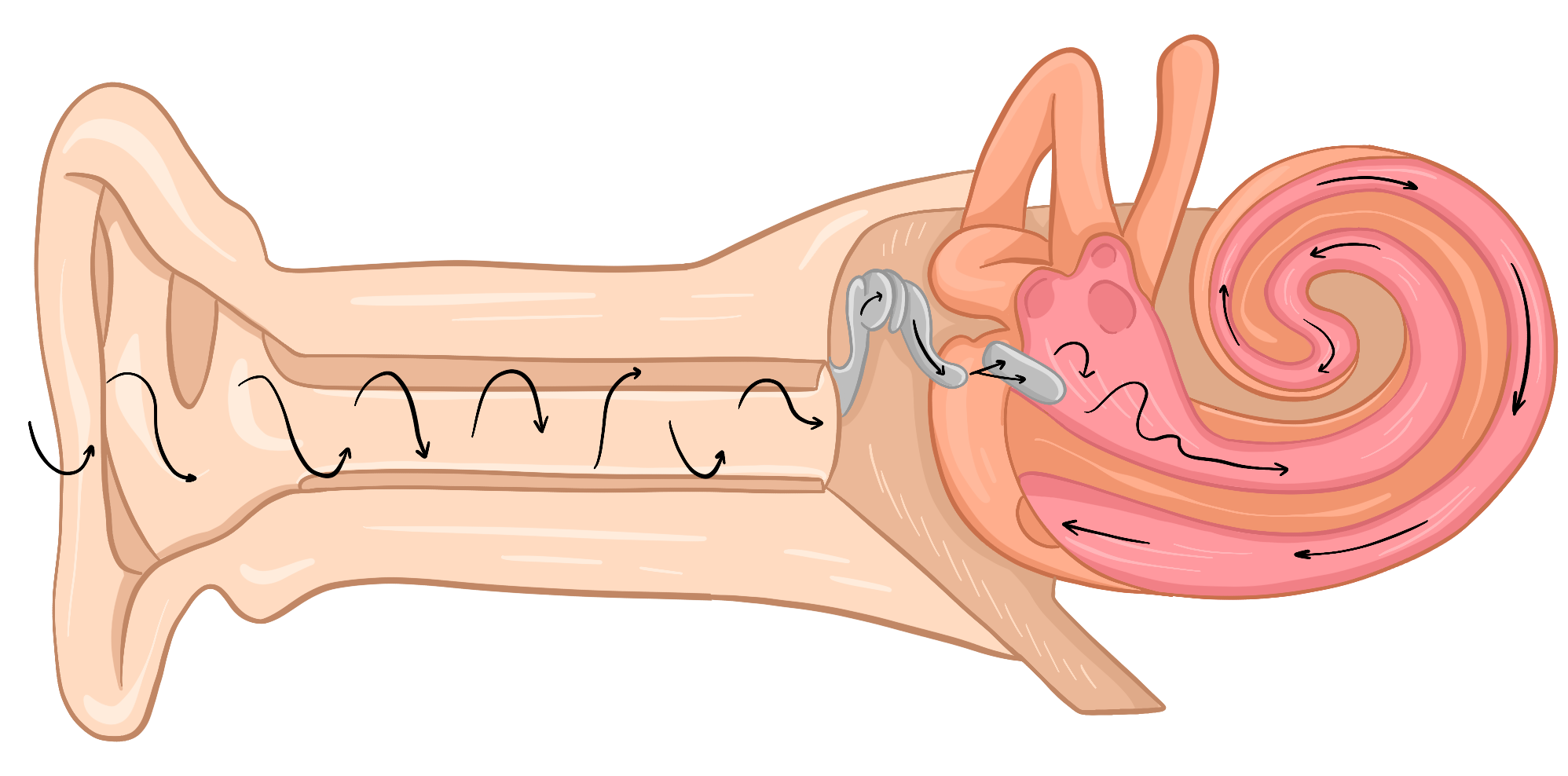 Строение уха человека