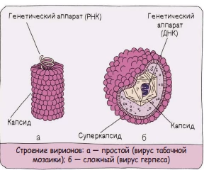 Строение вириона: нуклеиновая кислота вируса окружена белковым капсидом.