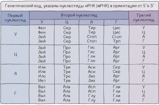Таблица генетического кода для определения аминокислот по кодонам иРНК.