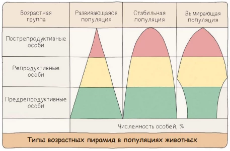 Типы возрастных пирамид популяции: растущая, стабильная и вымирающая структуры.