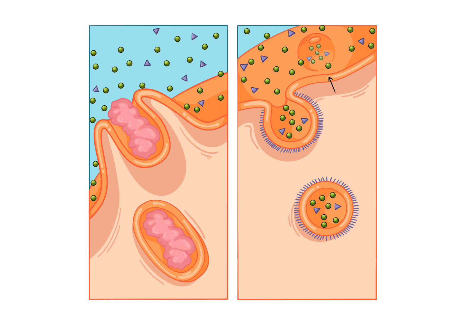 Транспорт веществ через мембрану