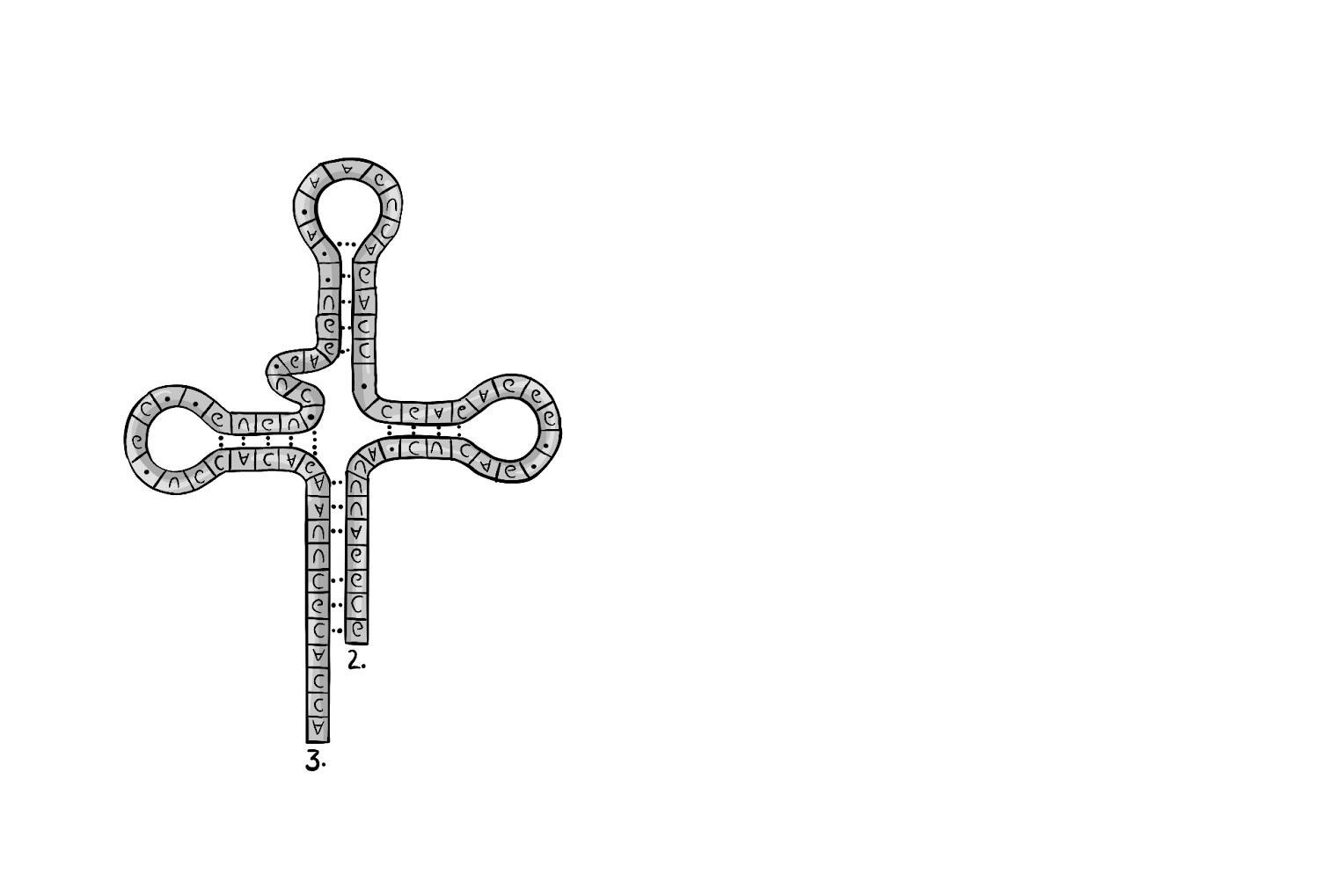 Транспортная РНК