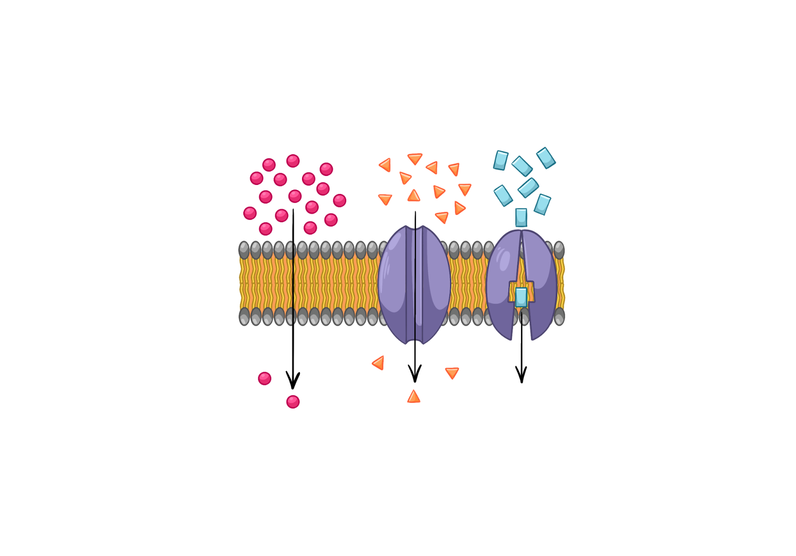 Транспортные белки
