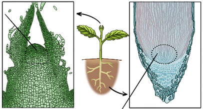 Верхушечные (апикальные) образовательные ткани