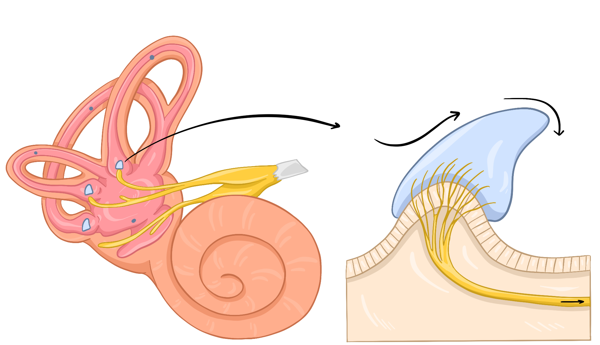 Вестибулярный анализатор