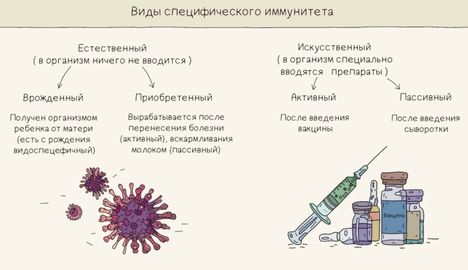 Схема видов иммунитета: естественный и искусственный, активный и пассивный.