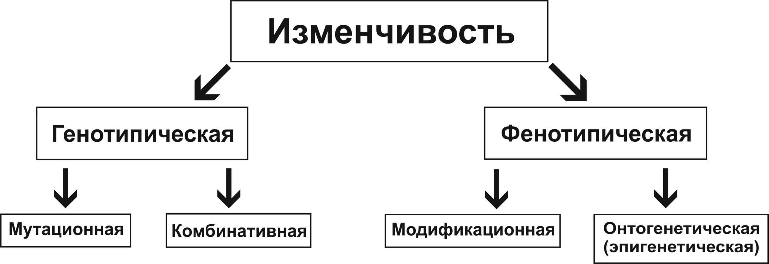 Схема видов изменчивости: наследственная, комбинативная, мутационная и модификационная.