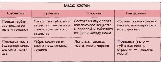 Виды костей человека по форме и строению: трубчатые, губчатые, плоские и смешанные.