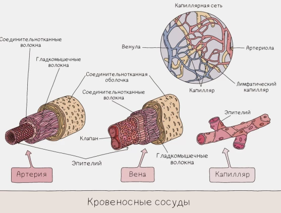 Схема видов кровеносных сосудов: артерии, вены и капилляры с особенностями их строения.