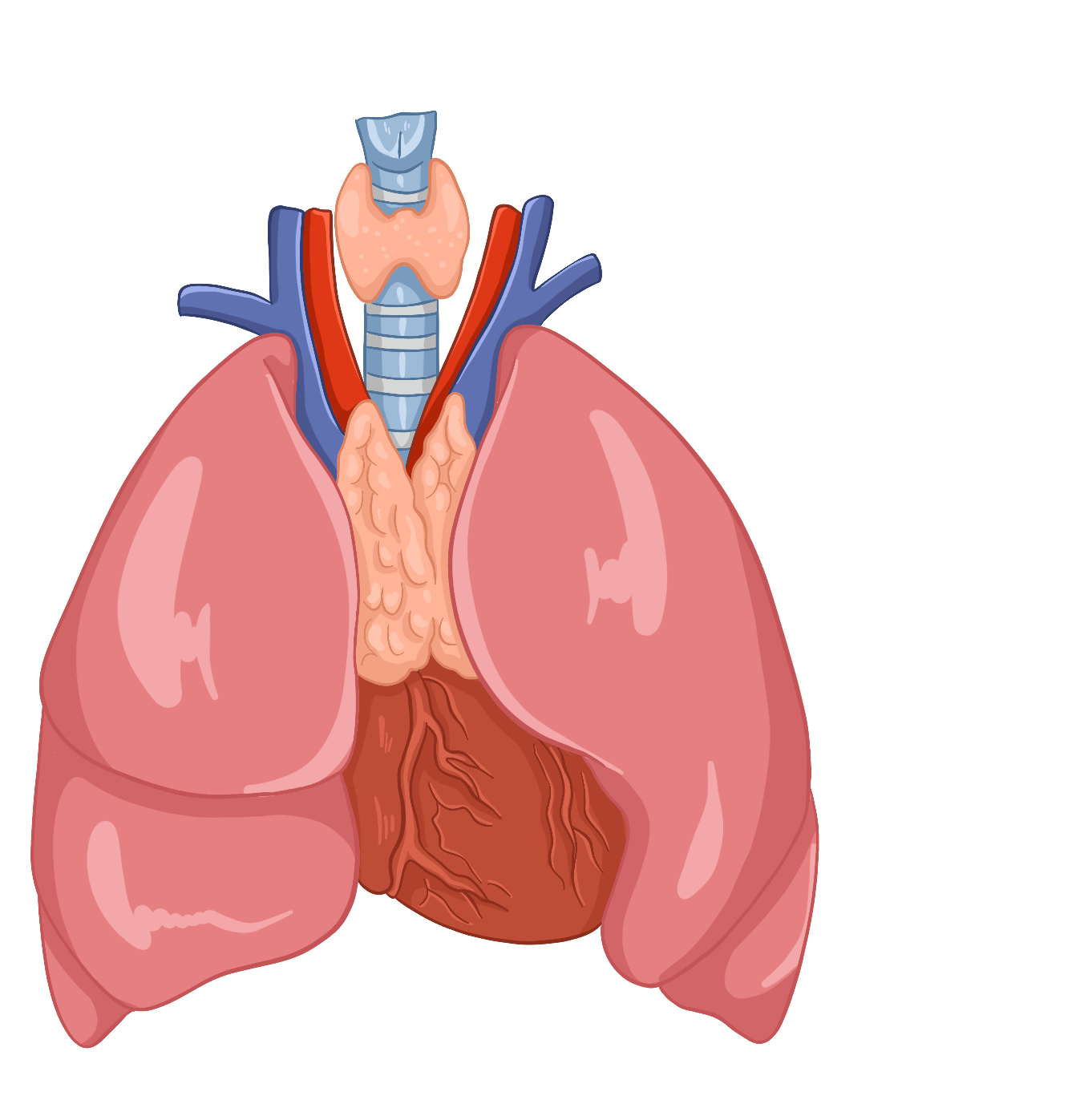 Вилочковая железа (тимус)