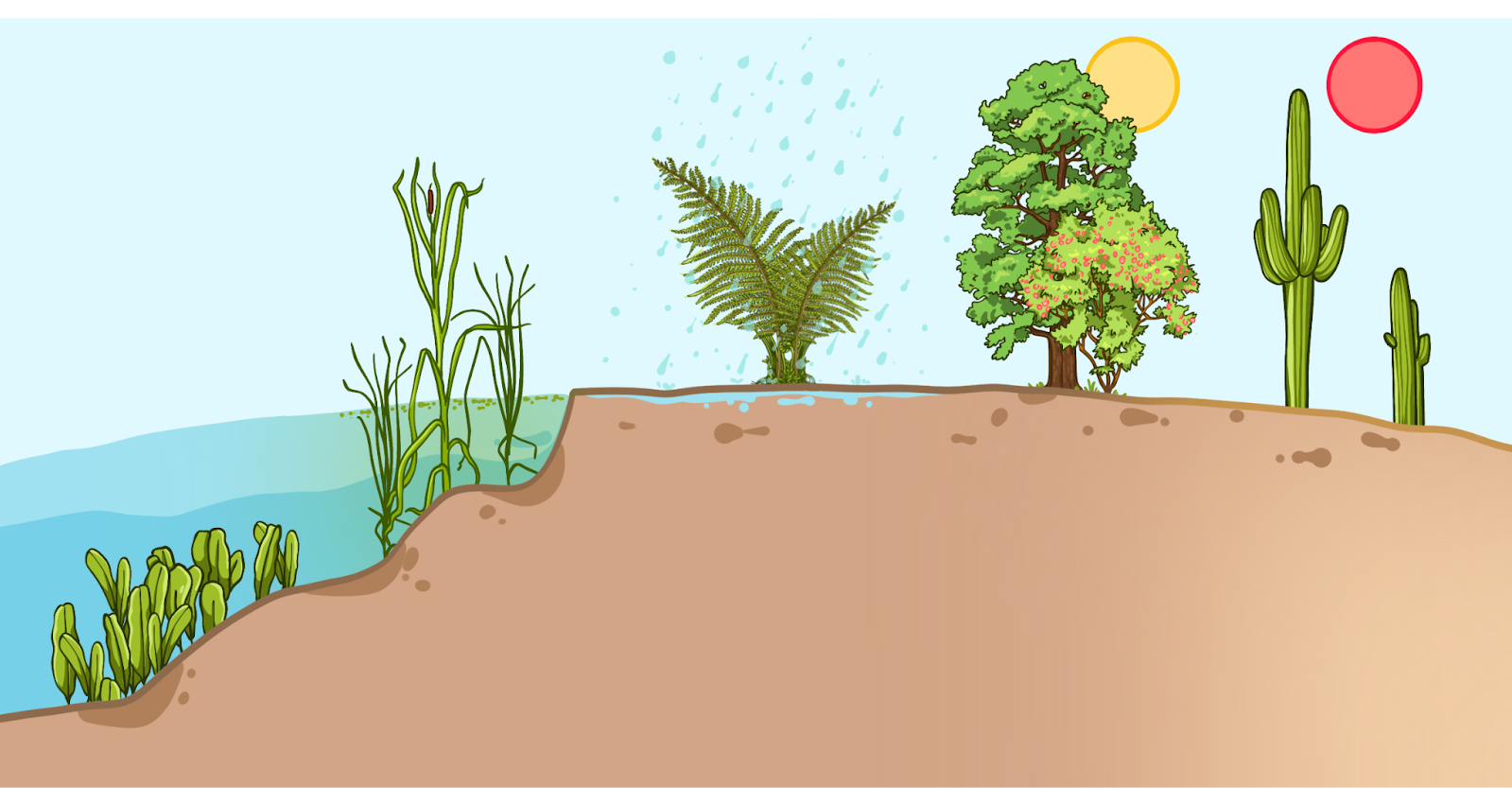 Влажность как абиотический фактор