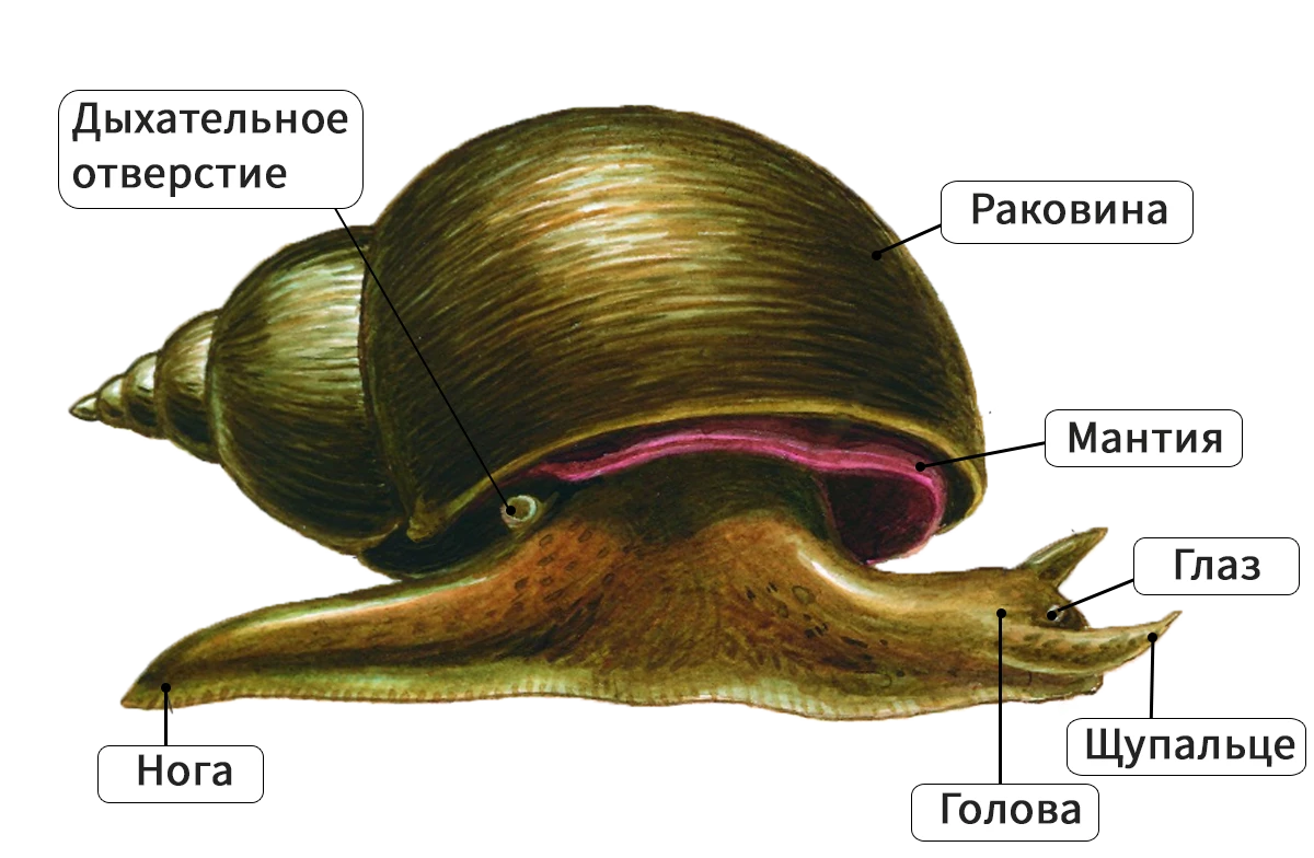 Внешнее строение брюхоногого моллюска: голова, нога, мантия и раковина.