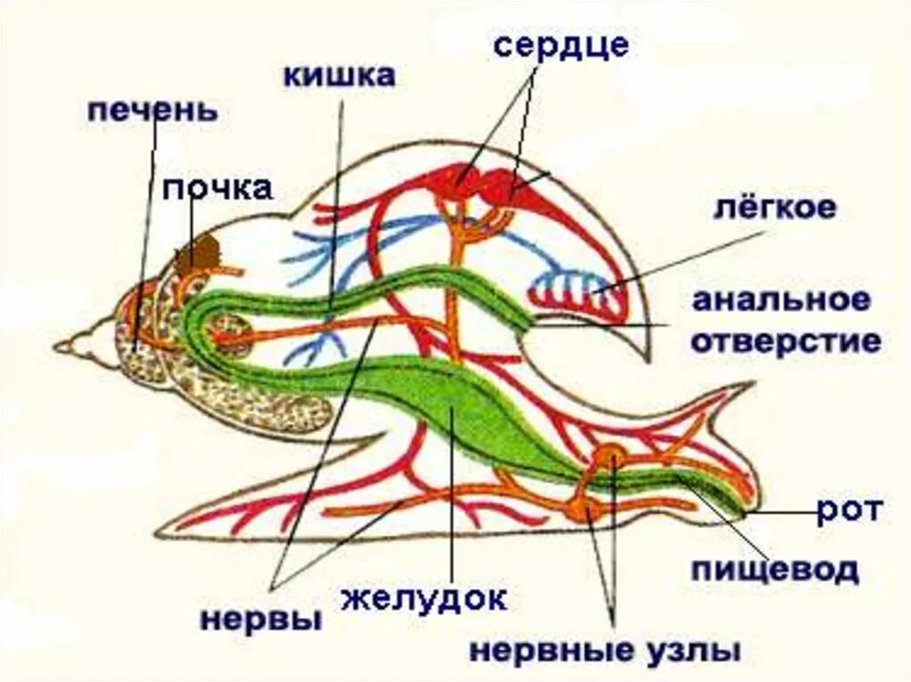 Внутреннее строение моллюска: жабры, сердце, печень, почки и органы пищеварения.