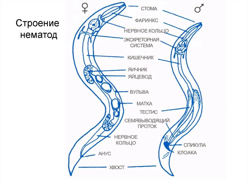 Внутреннее строение самца и самки нематоды с органами пищеварительной и половой системы.