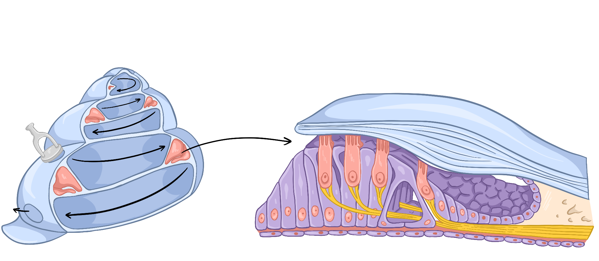 Внутреннее ухо