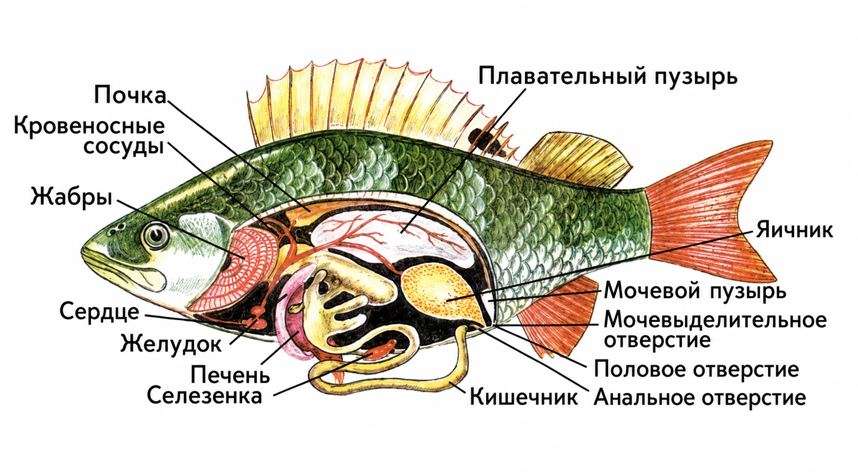Внутреннее строение рыбы с жабрами, сердцем, кишечником и плавательным пузырём.