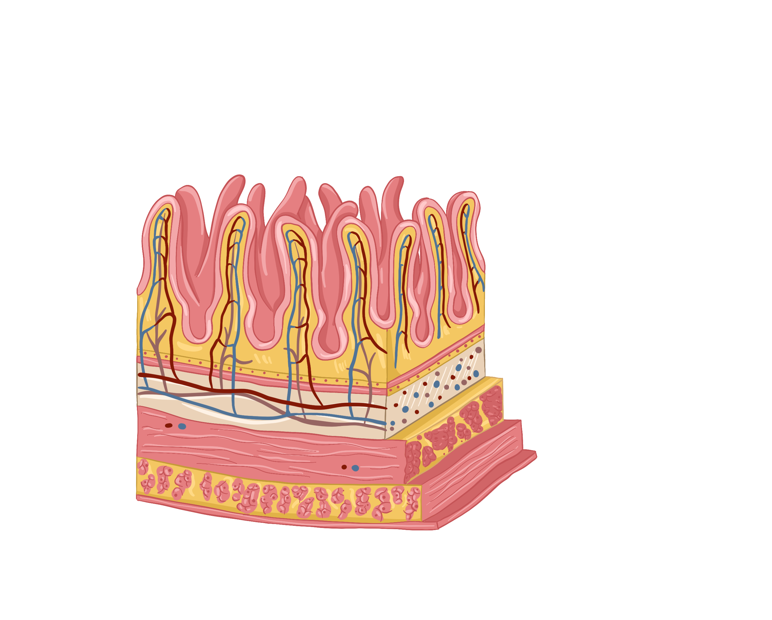 Ворсинки тонкого кишечника