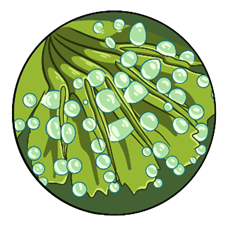 Выделительные ткани растений