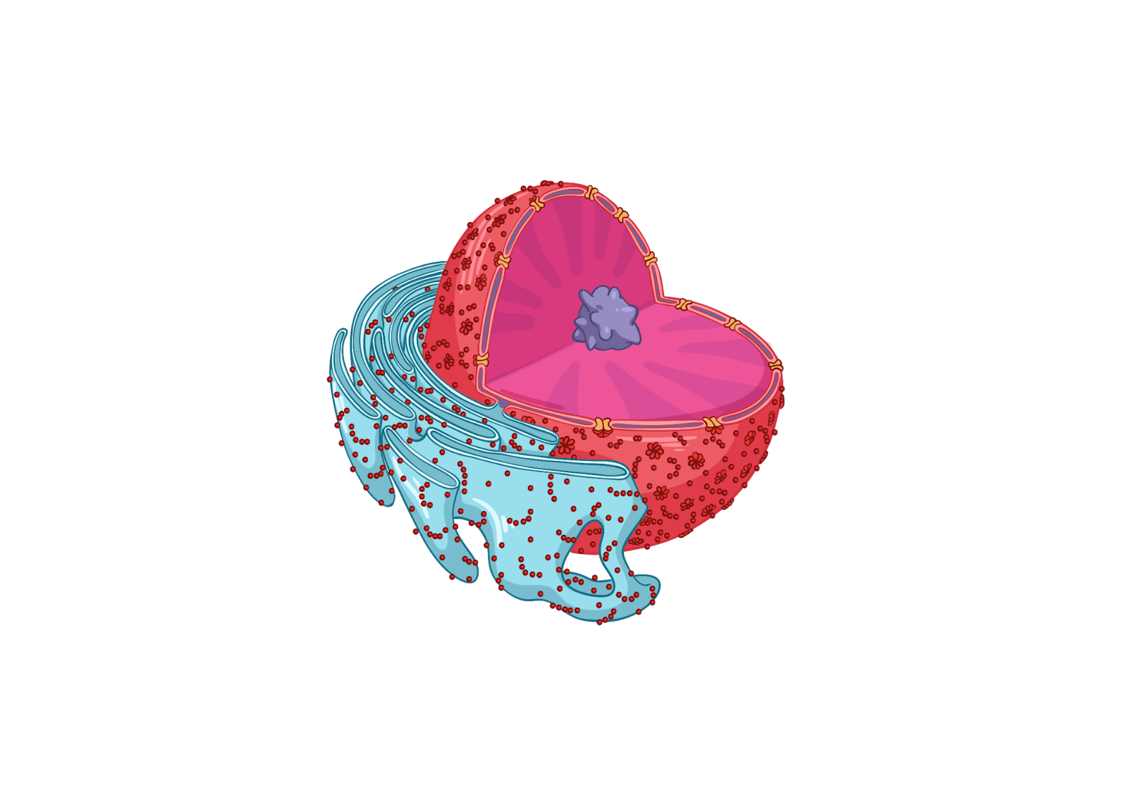 Ядро клетки