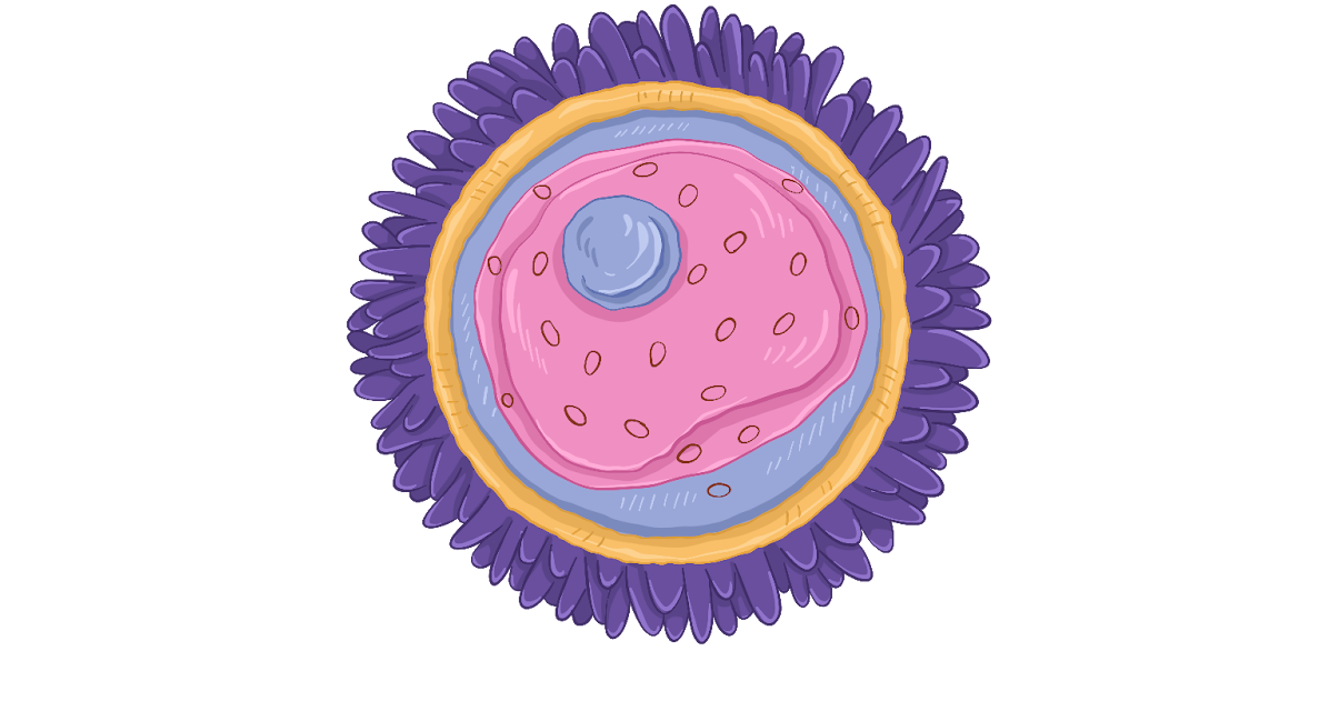 Яйцеклетка