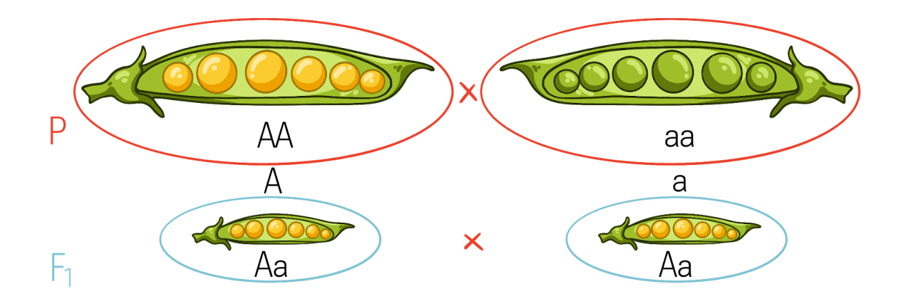 Закон доминирования, или единообразия гибридов первого поколения