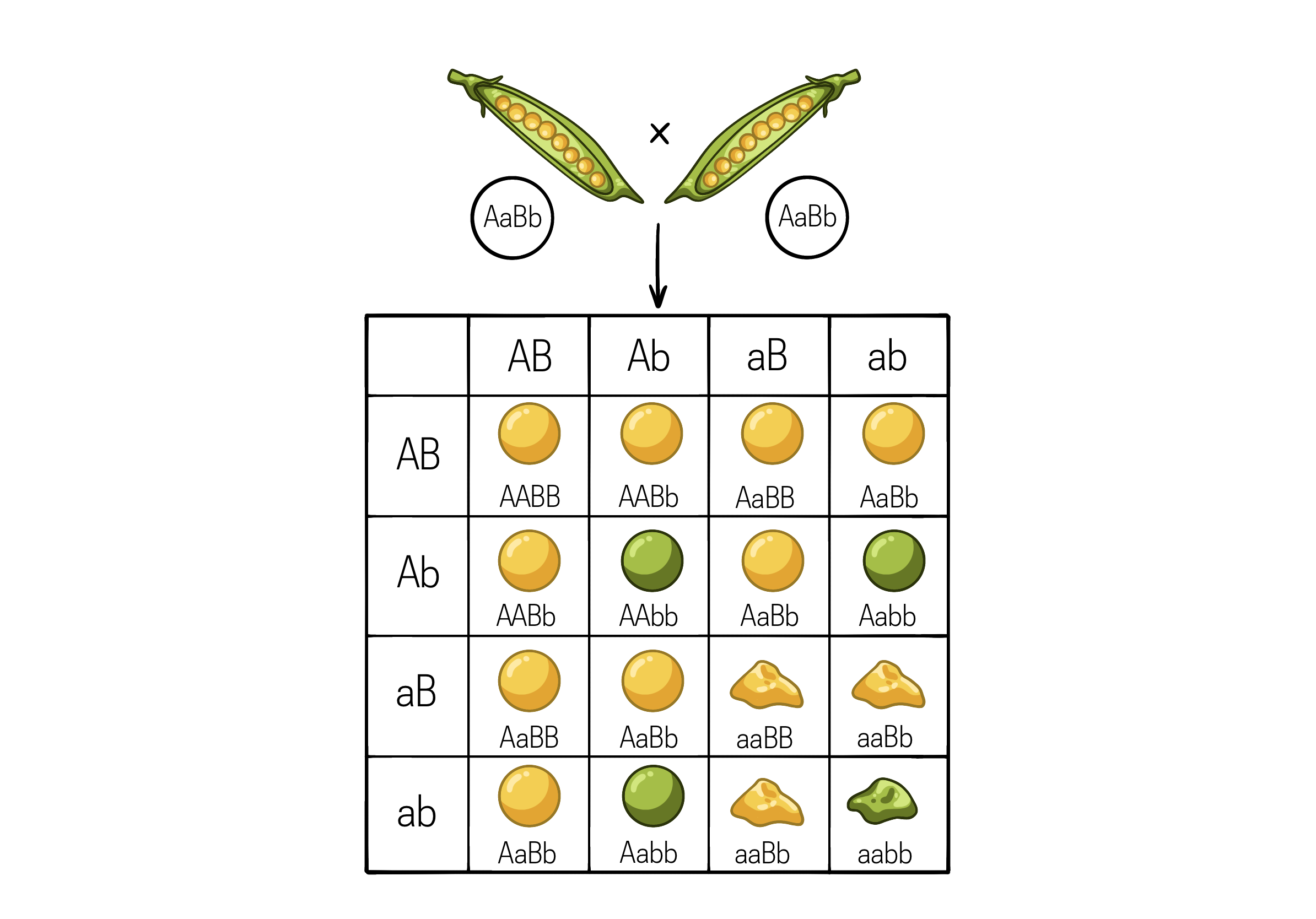 Закон независимого наследования