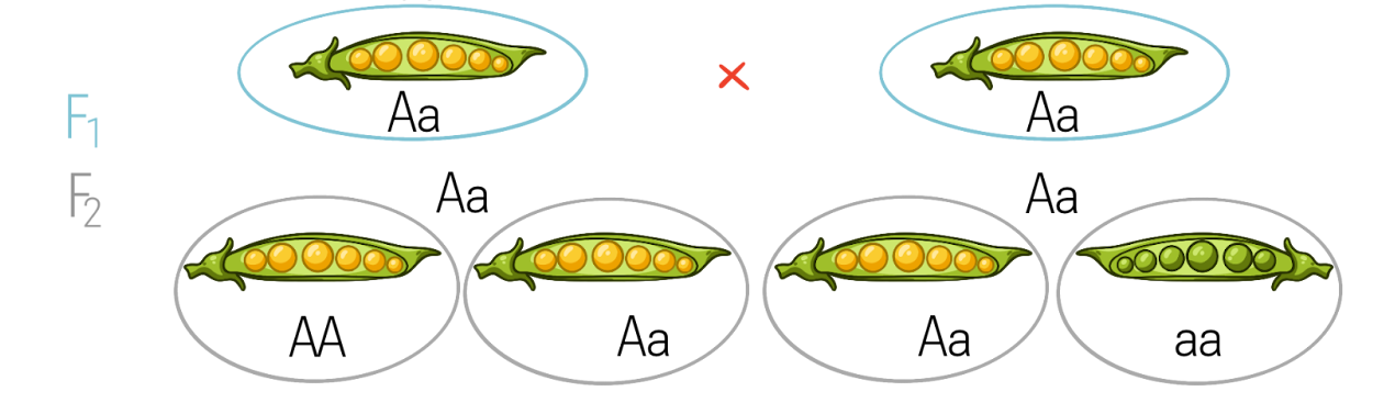 Закон расщепления