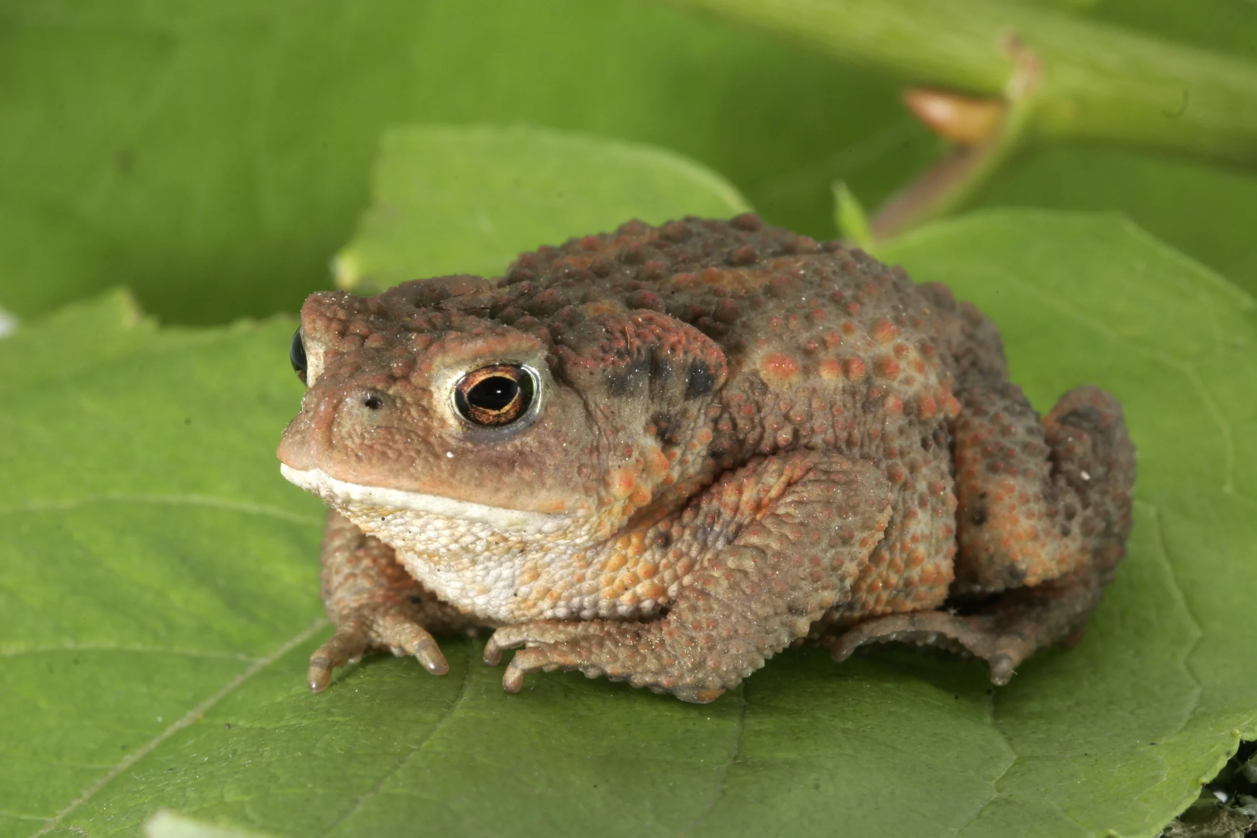 Обыкновенная жаба Bufo bufo с плотным телом и бородавчатой кожей, морфологический критерий.
