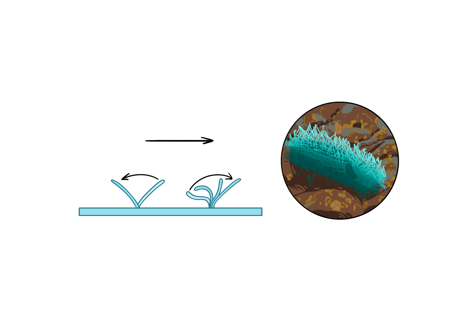 Жгутики и реснички