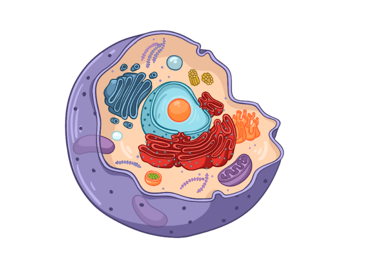 Животная клетка