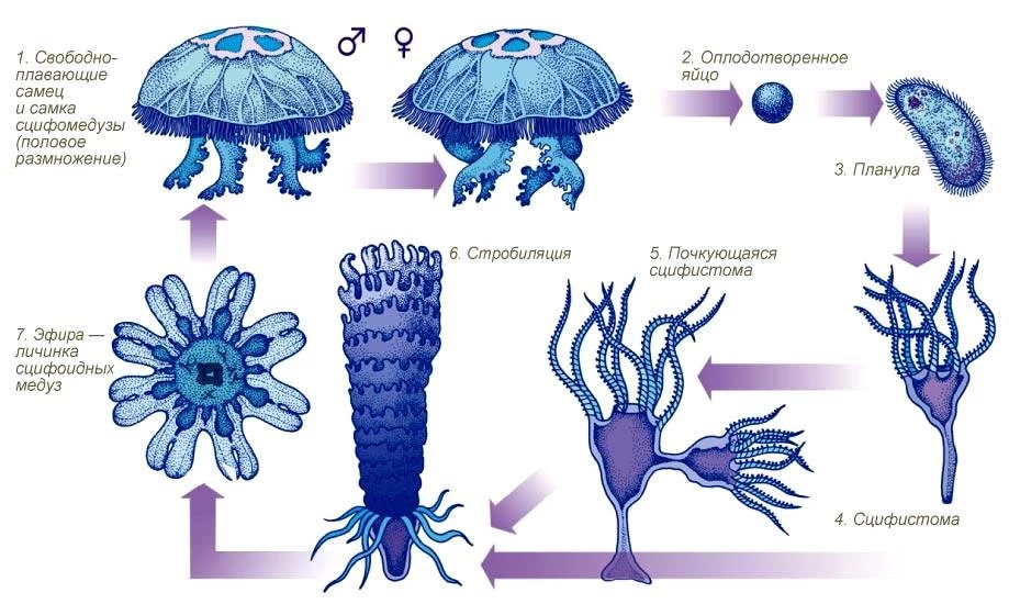Жизненный цикл медузы: планула, сцифистома, эфира и взрослая сцифоидная форма.