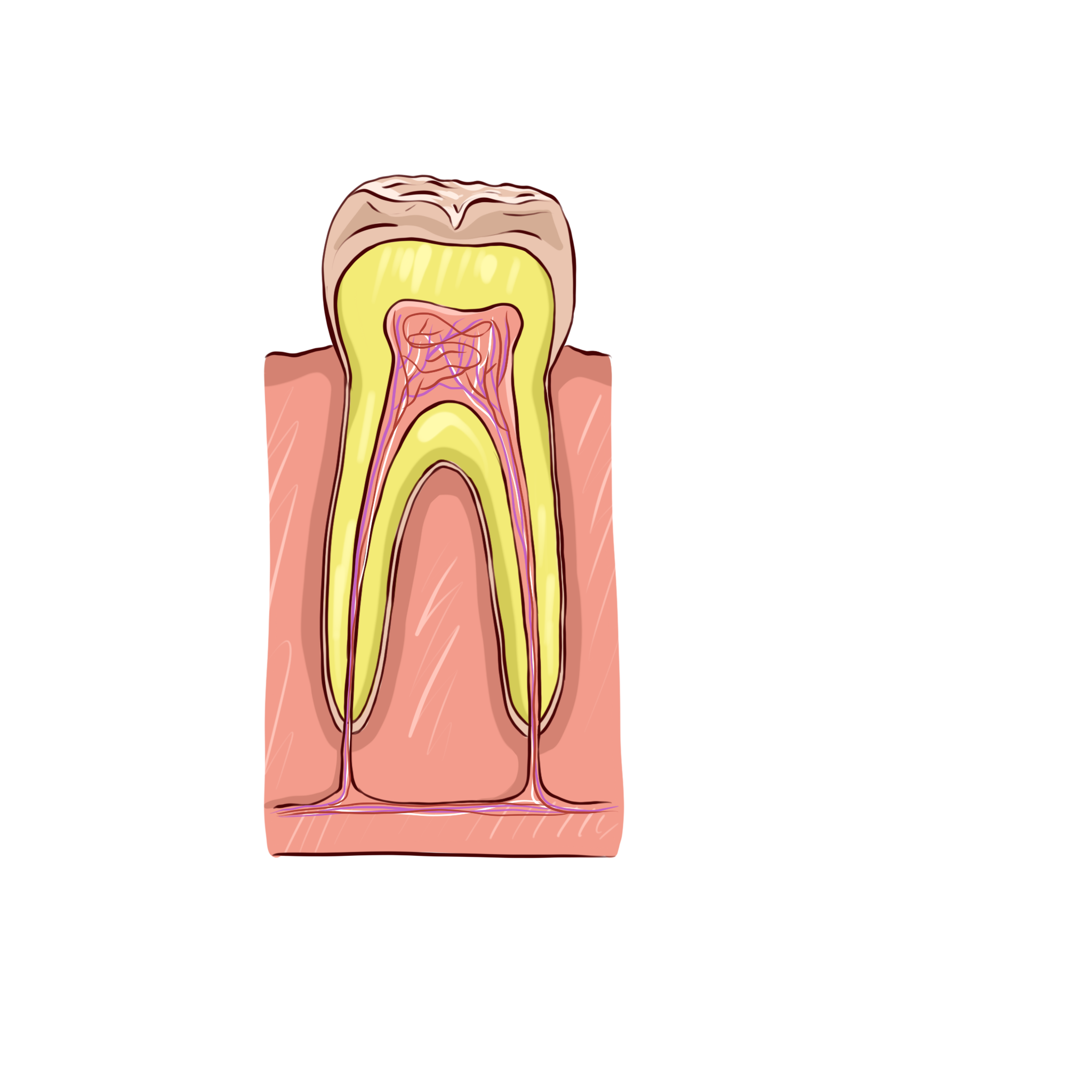 Зуб человека